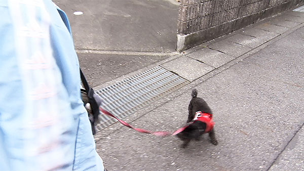 ルーク きょうのわんこ 写真4