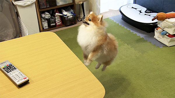 くるみ きょうのわんこ 写真4