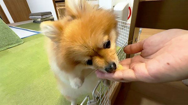 くるみ きょうのわんこ 写真5