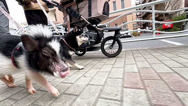 まろ きょうのわんこ 写真4