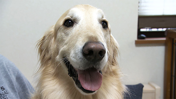 アロハ きょうのわんこ 写真1