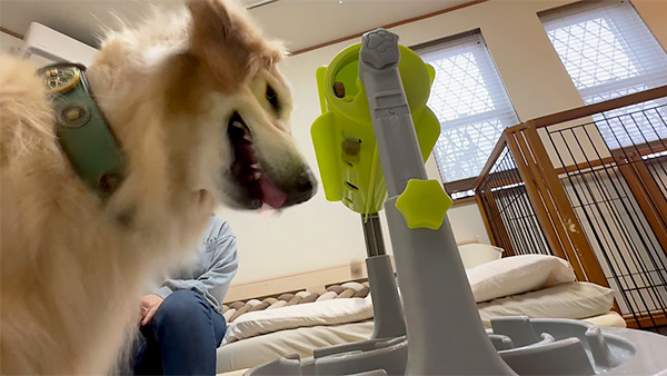 アロハ きょうのわんこ 写真4