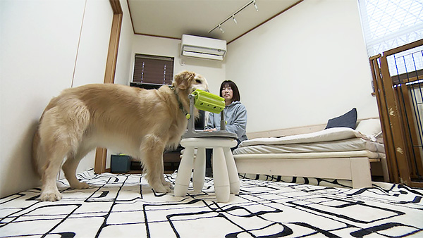 アロハ きょうのわんこ 写真5