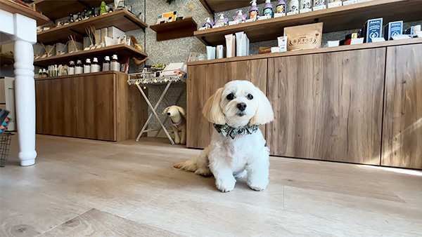 今日のわんこ　犬のぬいぐるみ 　キーホルダー付き 未使用　フジテレビ　レア 2025年最新】きょうのわんこ ぬいぐるみの人気アイテム - メルカリ