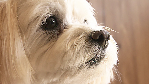 ブロッコリー きょうのわんこ 写真2