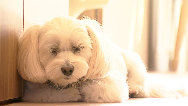 ブロッコリー きょうのわんこ 写真5