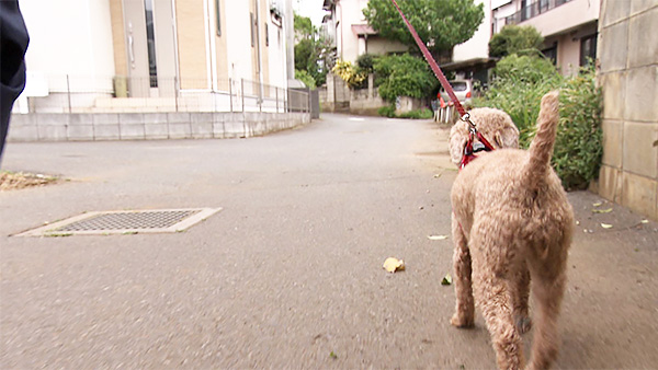 ゆめ きょうのわんこ 写真2