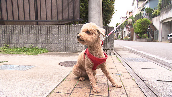 ゆめ きょうのわんこ 写真3