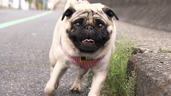 なずな きょうのわんこ 写真1