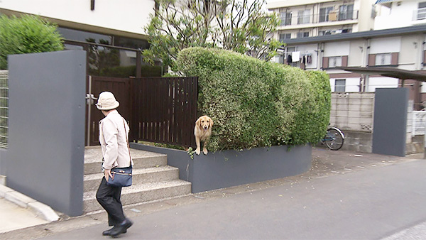 ソフィー きょうのわんこ 写真5