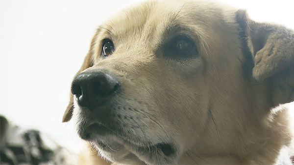 6970 ばん - めざましテレビ｜きょうのわんこ - フジテレビ