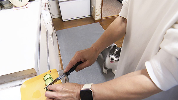 ポンた きょうのわんこ 写真2