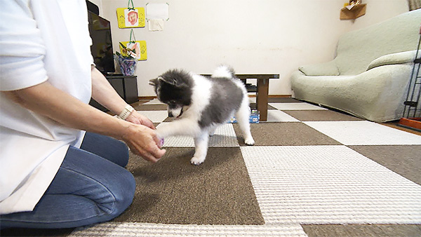 ポンた きょうのわんこ 写真4