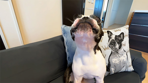 くにを きょうのわんこ 写真5