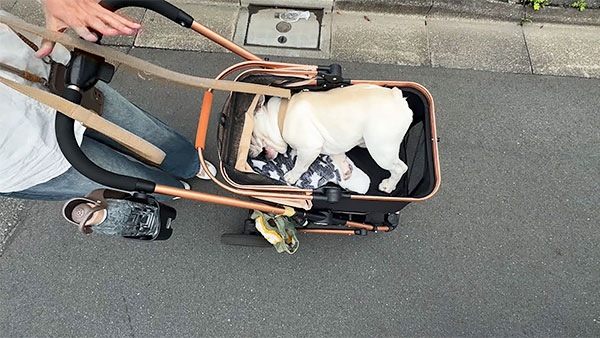 もっち きょうのわんこ 写真3