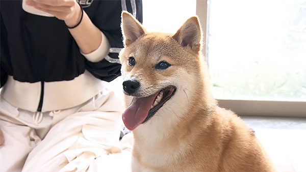 小春 きょうのわんこ 写真1
