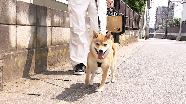 小春 きょうのわんこ 写真2