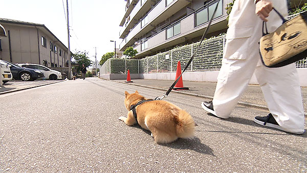 小春 きょうのわんこ 写真3