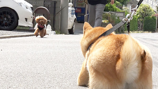 小春 きょうのわんこ 写真4