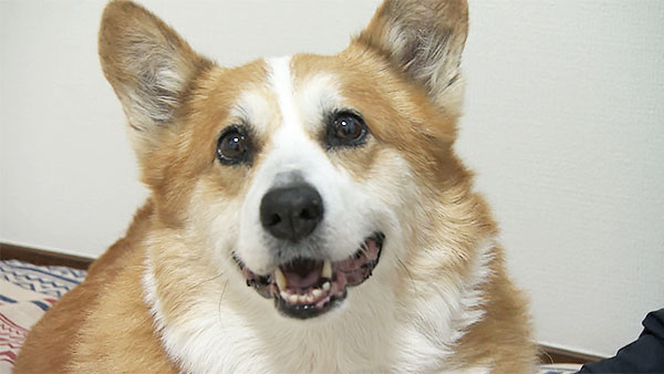 スカイ きょうのわんこ 写真1