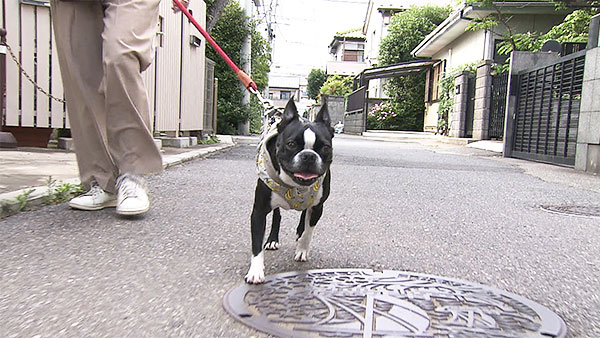 マロ きょうのわんこ 写真1