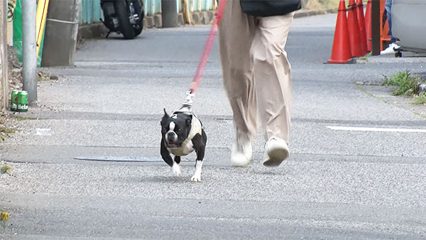 マロ きょうのわんこ 写真3