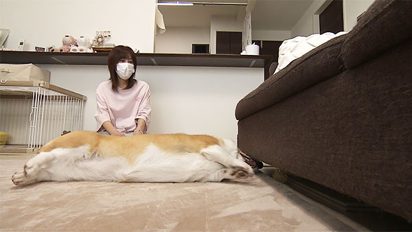 こまち きょうのわんこ 写真3