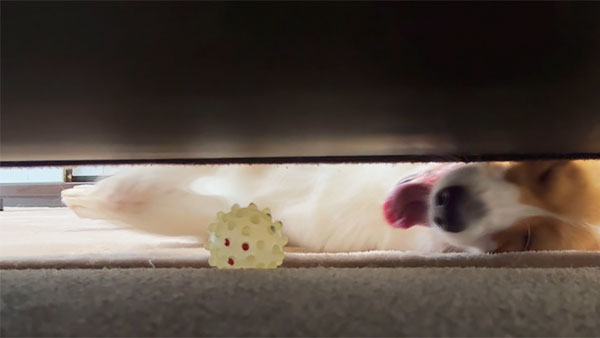 こまち きょうのわんこ 写真5