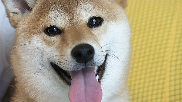 水 きょうのわんこ 写真1