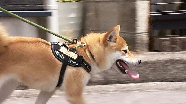 水 きょうのわんこ 写真3