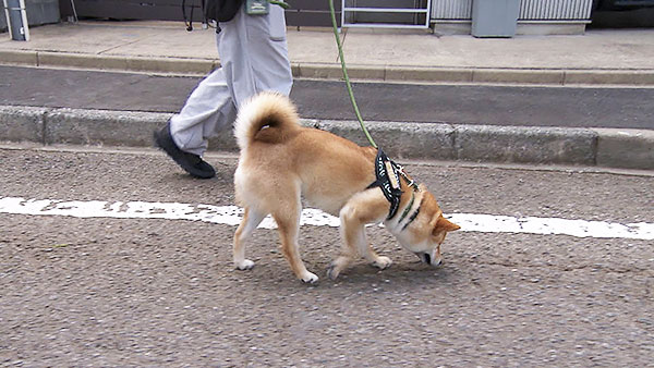 水 きょうのわんこ 写真4