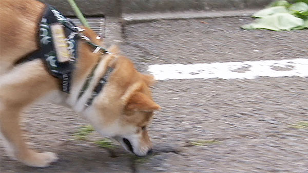 水 きょうのわんこ 写真5