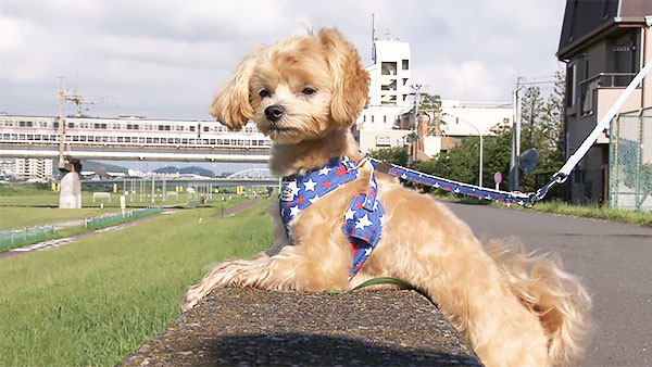 ココ きょうのわんこ 写真3
