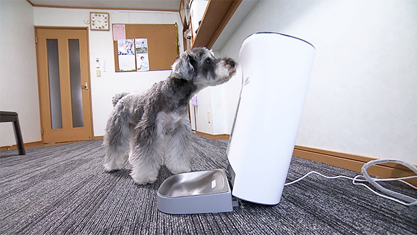 ムック きょうのわんこ 写真4