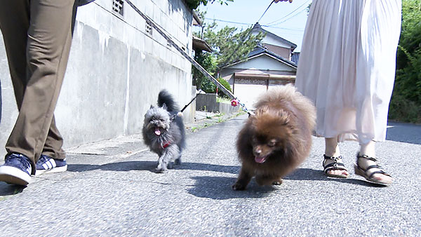 今日のわんこ　犬のぬいぐるみ 　キーホルダー付き 未使用　フジテレビ　レア 今日のわんこ 犬のぬいぐるみ キーホルダー付き 未使用 フジ