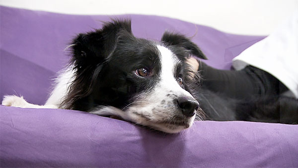 今日のわんこ 犬のぬいぐるみ キーホルダー付き 未使用 フジテレビ