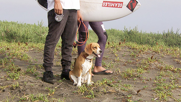ラブ きょうのわんこ 写真1