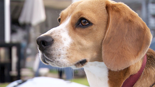 ラブ きょうのわんこ 写真4