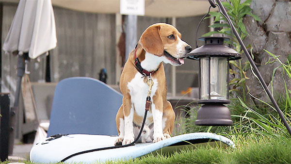 ラブ きょうのわんこ 写真5