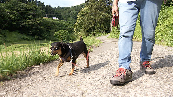チェリー きょうのわんこ 写真2
