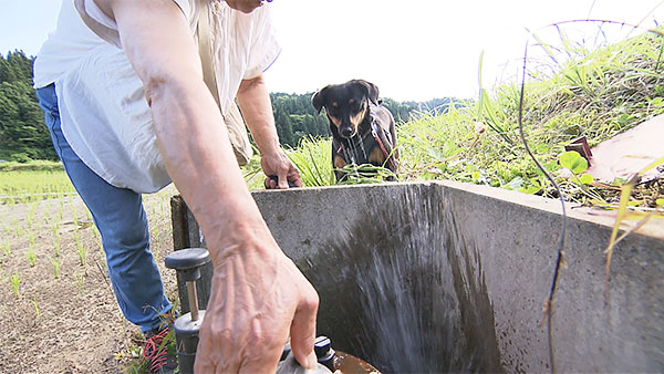 チェリー きょうのわんこ 写真4
