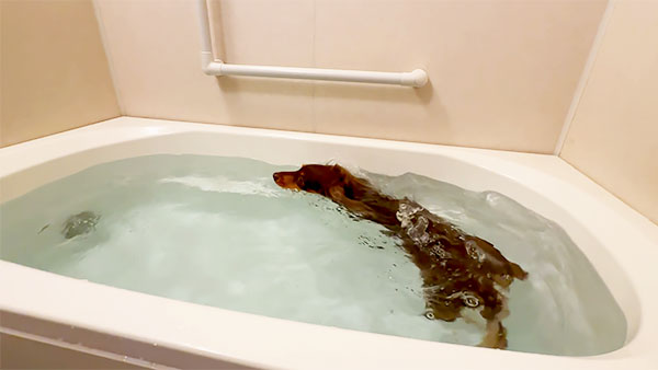 むぎ太 きょうのわんこ 写真4