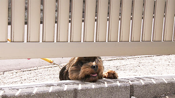 ヒナ きょうのわんこ 写真3