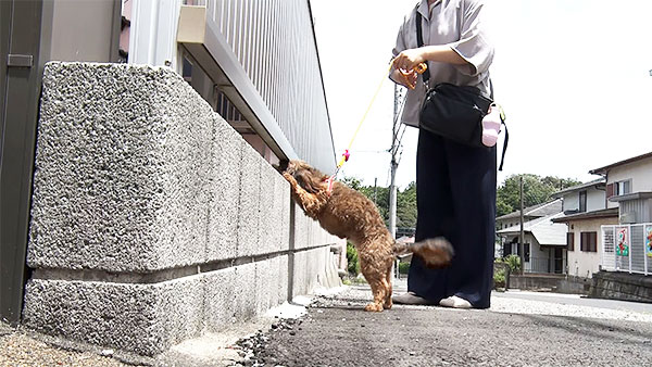 ヒナ きょうのわんこ 写真4
