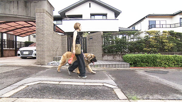 ジーノたん✩✩✩様確認写真　金華山子犬&ベルーガ ジーノたん様確認写真金華山子犬&ベルーガ