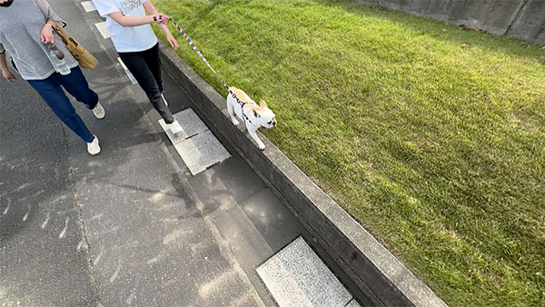 ぱんち きょうのわんこ 写真3