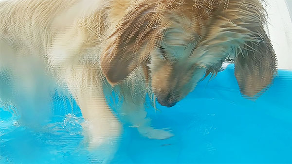 ルーク きょうのわんこ 写真3