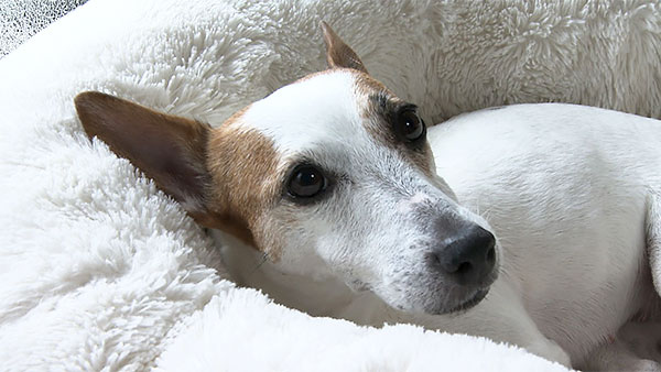 きら きょうのわんこ 写真1