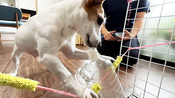 きら きょうのわんこ 写真3