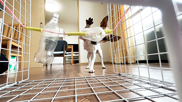 きら きょうのわんこ 写真4